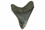 Serrated, Fossil Megalodon Tooth - Collector Quality #124554-2